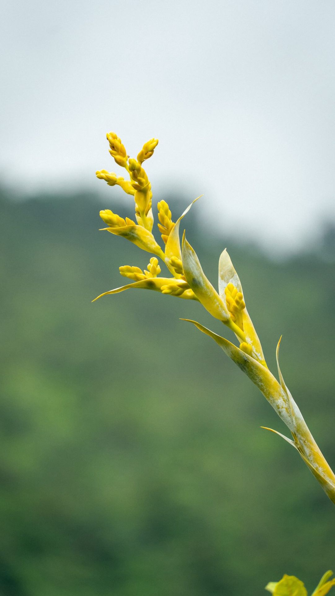 Yellow bromeliad inflorescence with mountains in the background
