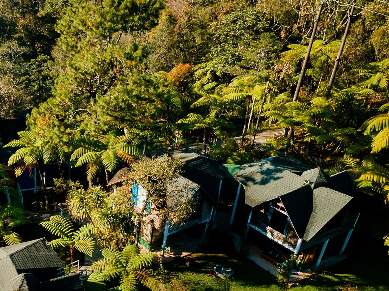 Aerial view of the cabins among ferns and forest