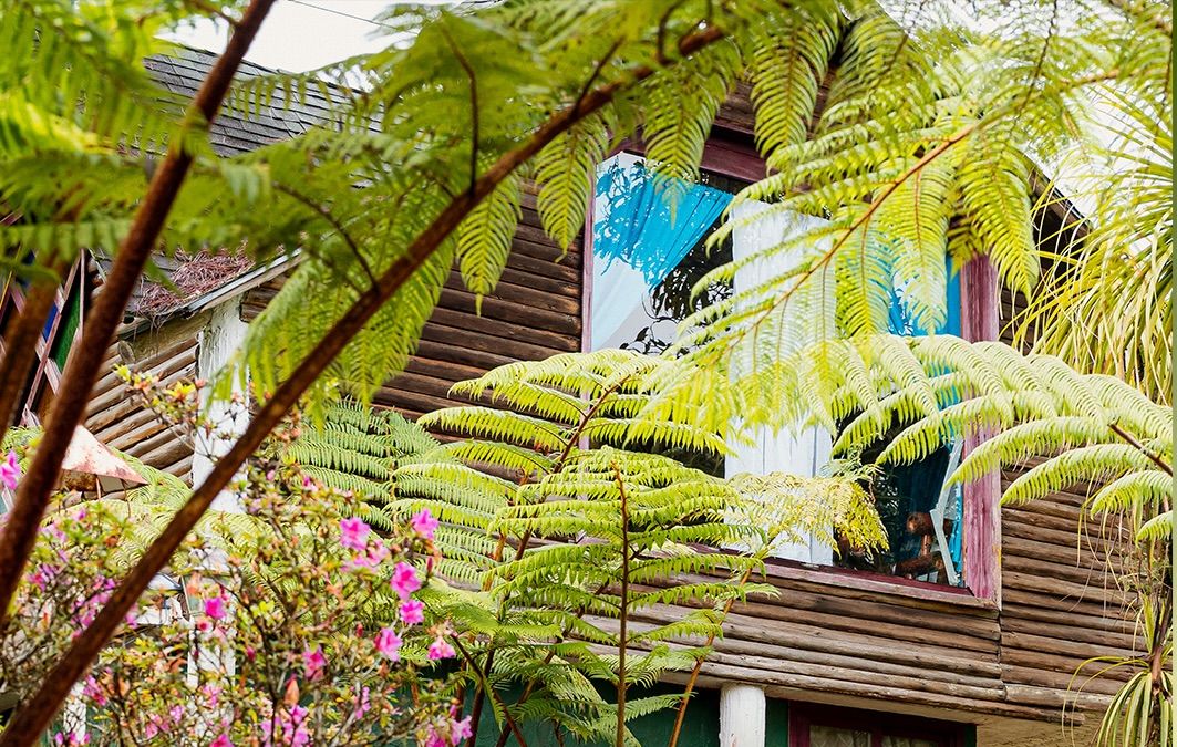 Maison en bois entre fougères arborescentes et fleurs