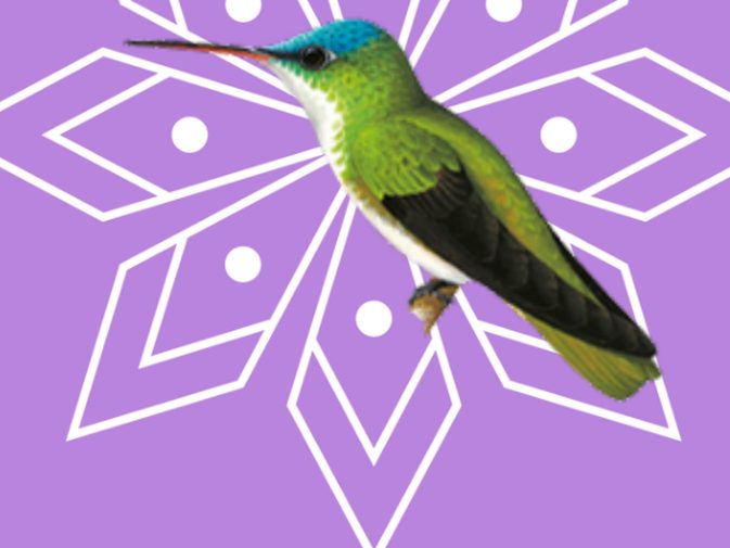 Ilustración de Amazilia coroniazul (Saucerottia cyanocephala)