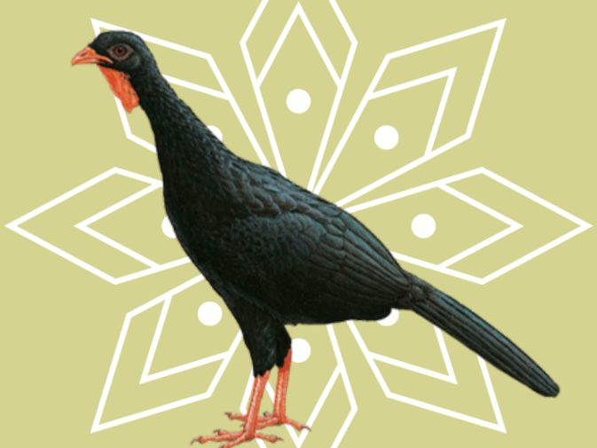 Ilustración de Cayaya (Penelopina nigra)