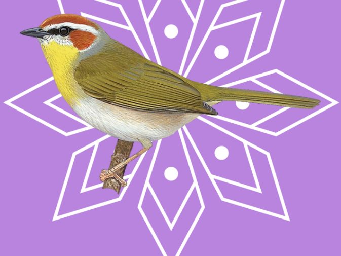 Ilustración de Chipe coronirrufo (Basileuterus rufifrons)