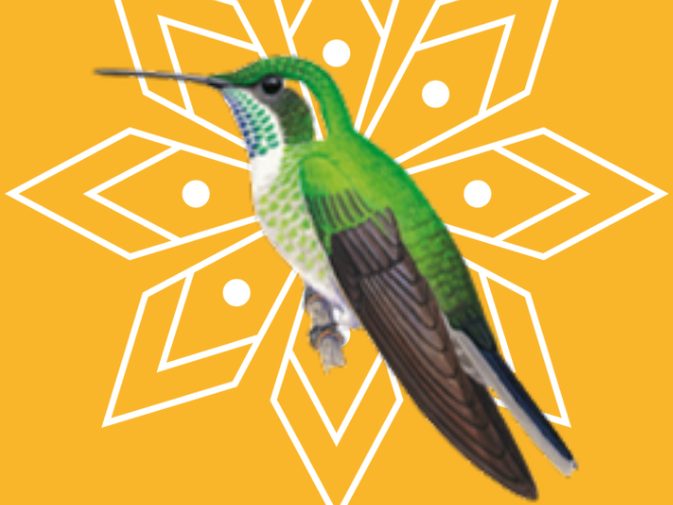 Ilustración de Colibrí gorgiverde (Lampornis viridipallens)