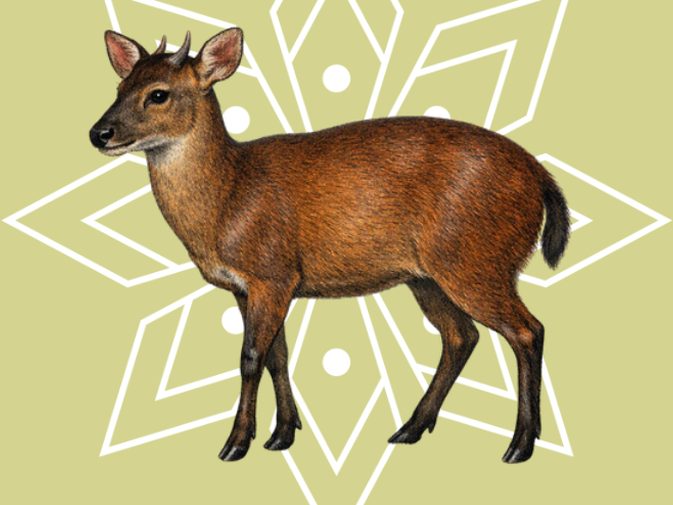 Ilustración de Corzuela / Cabrito (Mazama temama)