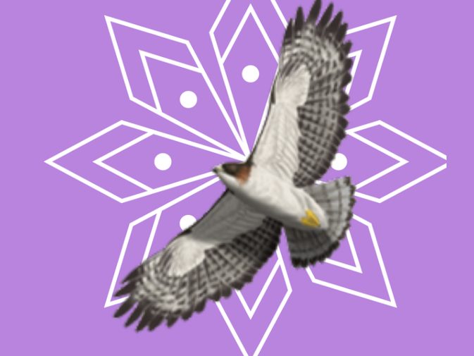 Ilustración de Gavilán colicorto (Buteo brachyurus)