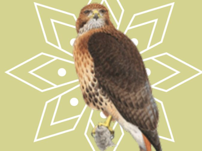 Ilustración de Gavilán colirrojo (Buteo jamaicensis)