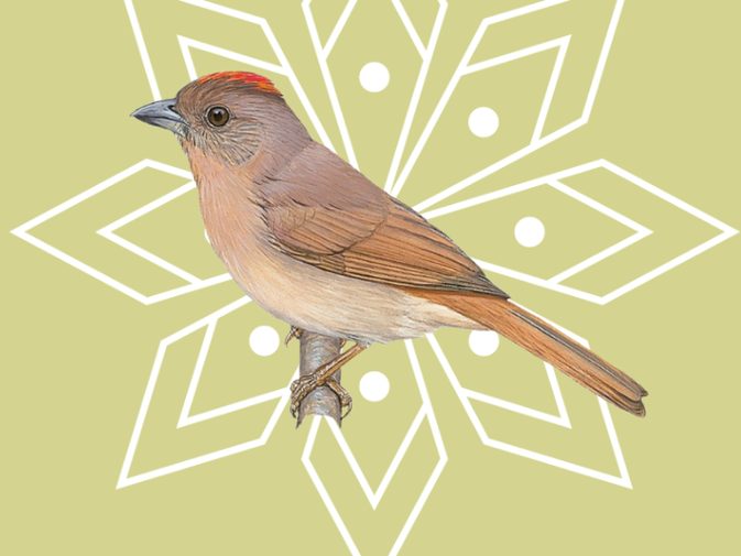 Ilustración de Habia coronirroja (Habia rubica)