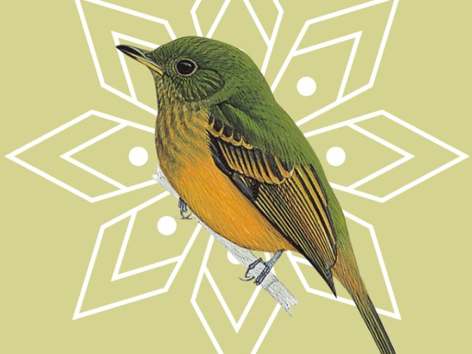 Ilustración de Mosquero ocráceo (Mionectes oleagineus)