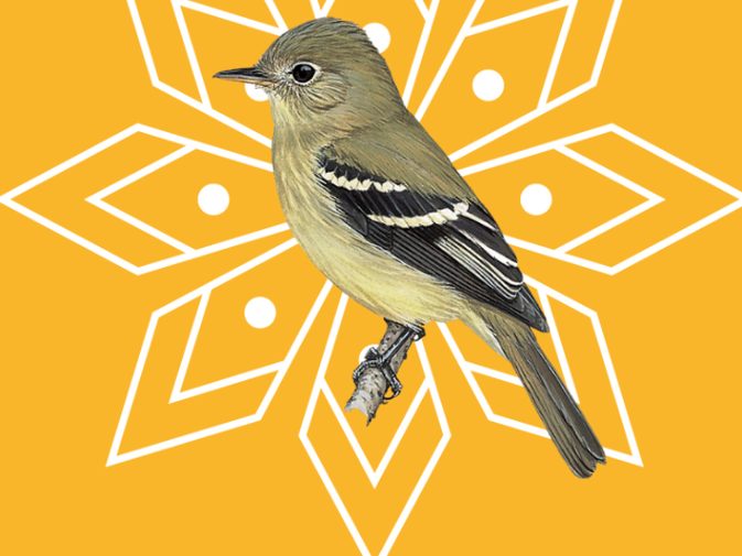 Ilustración de Mosquero ventriamarillo (Empidonax flaviventris)