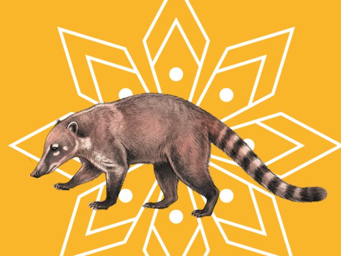 Ilustración de Pizote (Nasua narica)