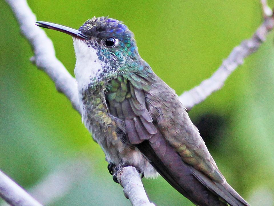 Fotografía de Amazilia coroniazul (Saucerottia cyanocephala)