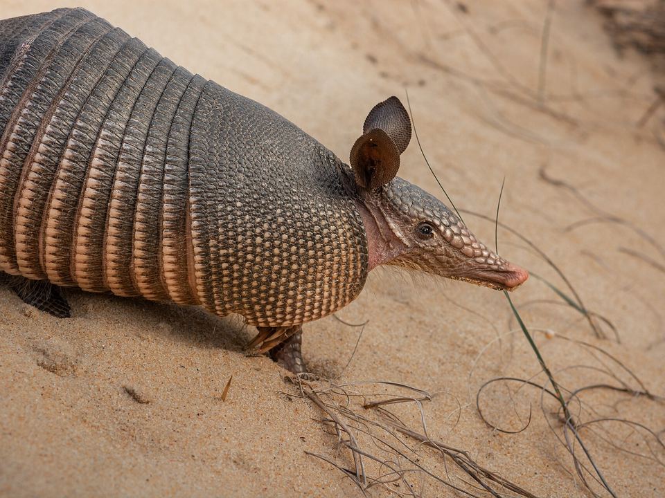 Fotografía de Armadillo de nueve bandas (Dasypus novemcinctus)