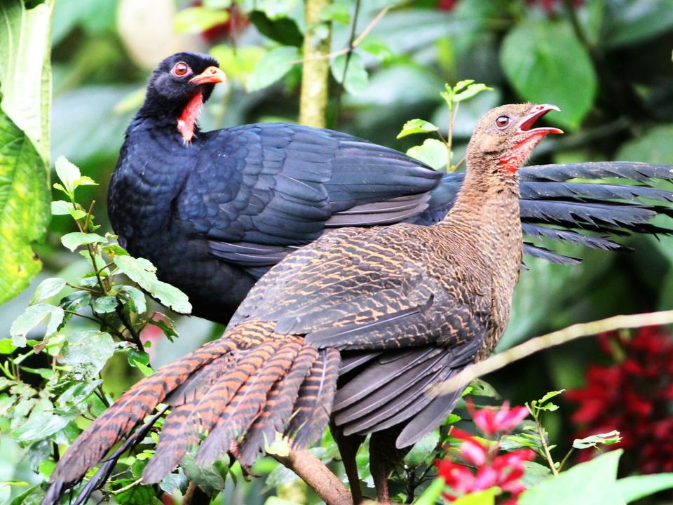 Fotografía de Cayaya (Penelopina nigra)