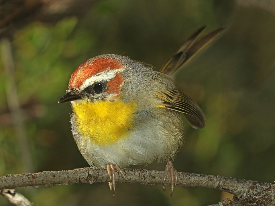 Fotografía de Chipe coronirrufo (Basileuterus rufifrons)