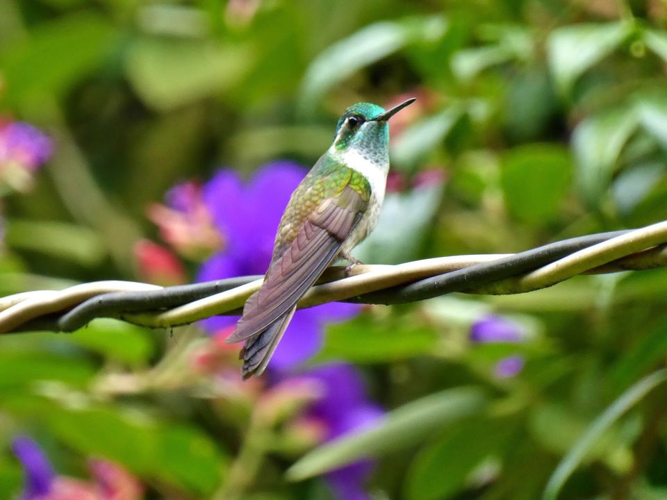 Fotografía de Colibrí gorgiverde (Lampornis viridipallens)