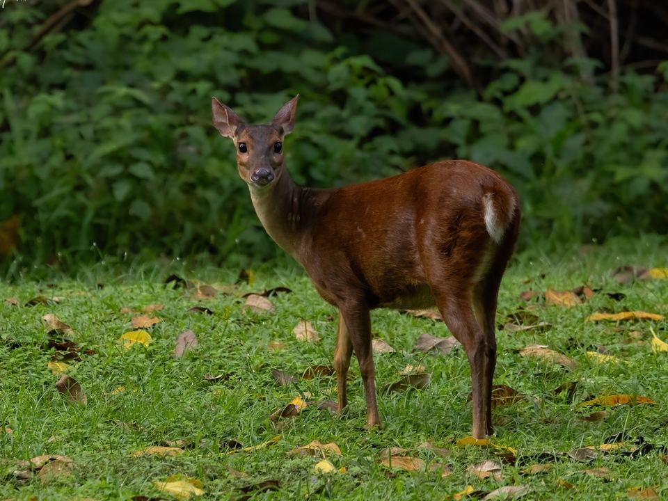 Fotografía de Corzuela / Cabrito (Mazama temama)