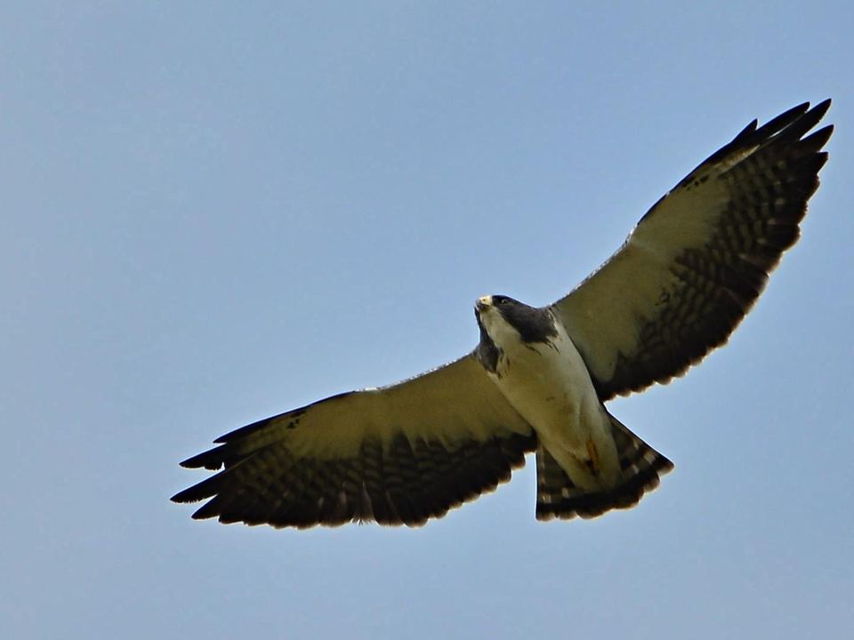 Fotografía de Gavilán colicorto (Buteo brachyurus)