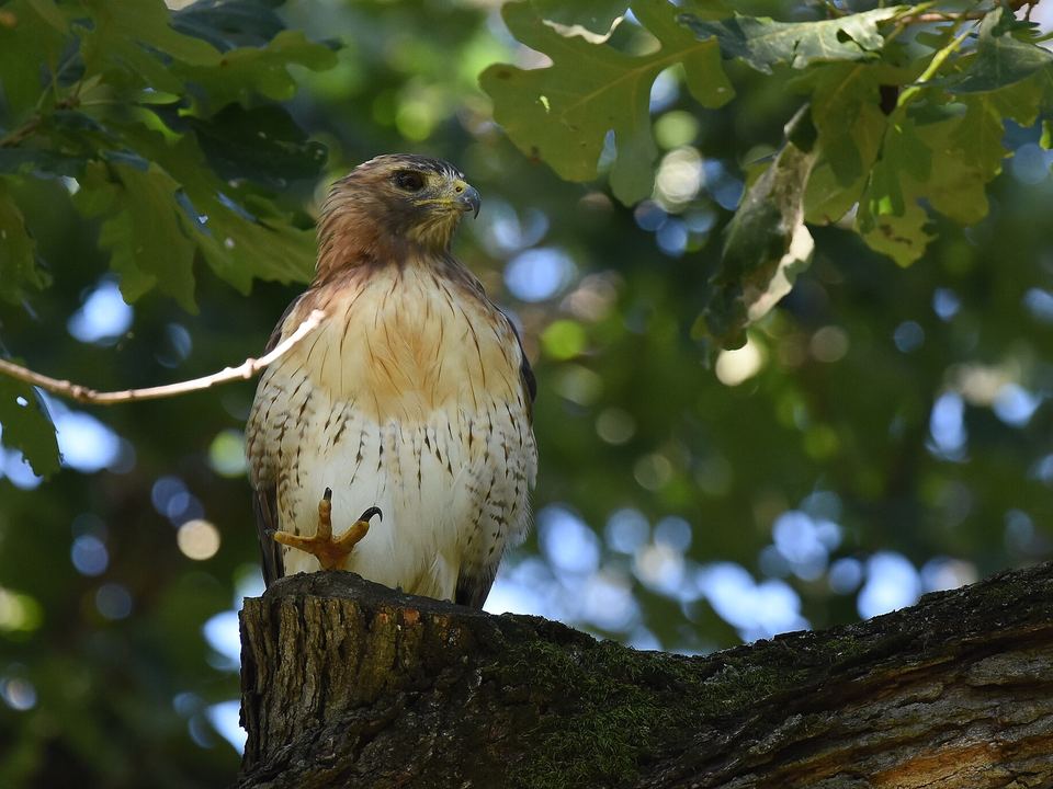 Fotografía de Gavilán colirrojo (Buteo jamaicensis)