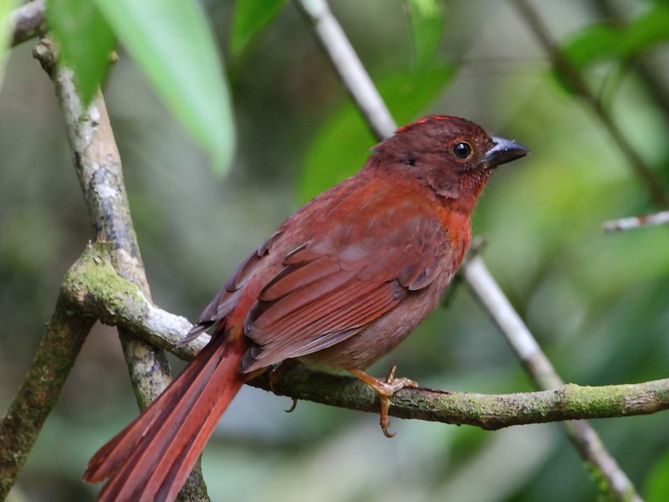 Fotografía de Habia coronirroja (Habia rubica)