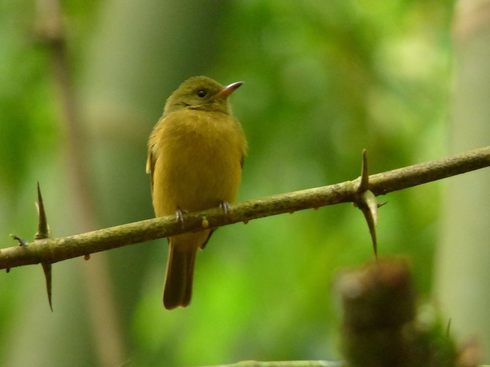 Fotografía de Mosquero ocráceo (Mionectes oleagineus)