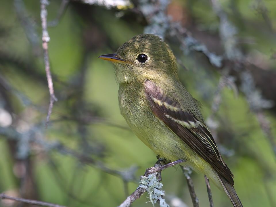 Fotografía de Mosquero ventriamarillo (Empidonax flaviventris)