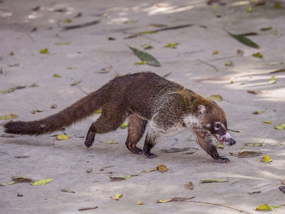 Fotografía de Pizote (Nasua narica)