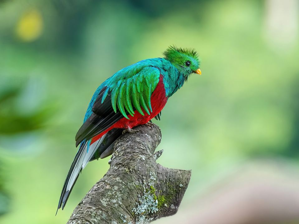 Fotografía de Quetzal resplandeciente (Pharomachrus mocinno)