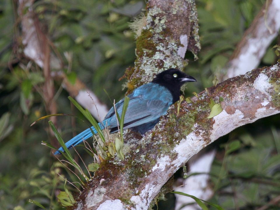 Fotografía de Shara centroamericana (Cyanocorax melanocyaneus)