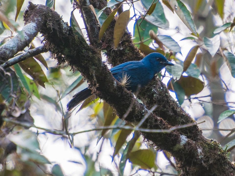 Fotografía de Shara unicolor (Aphelocoma unicolor)