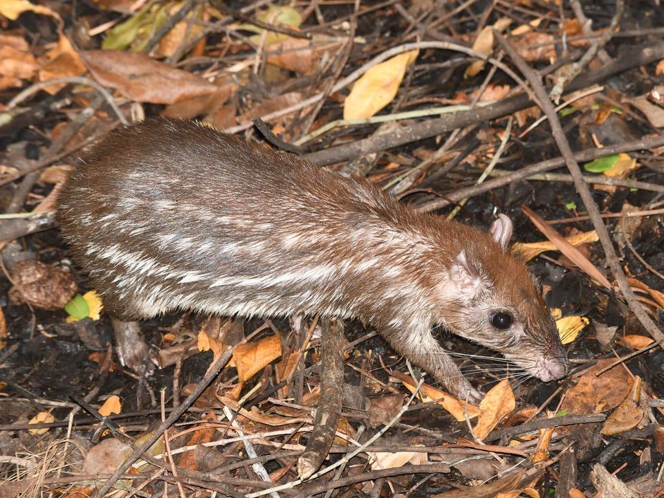 Fotografía de Tepezcuintle (Cuniculus paca)
