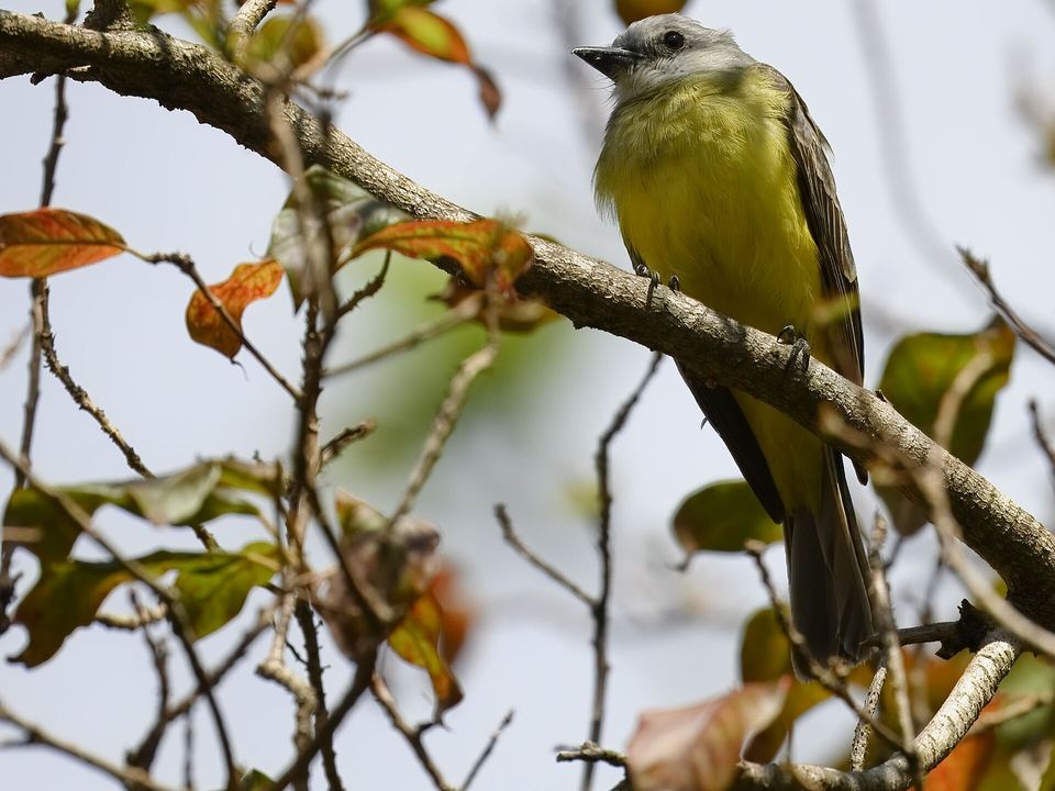 Fotografía de Tirano tropical (Tyrannus melancholicus)