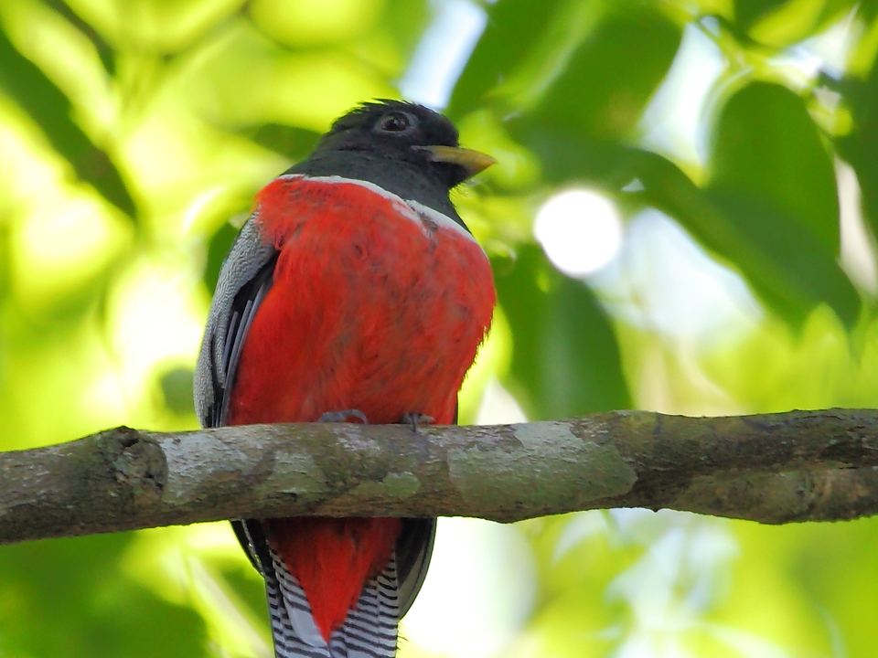 Fotografía de Trogón de collar (Trogon collaris)