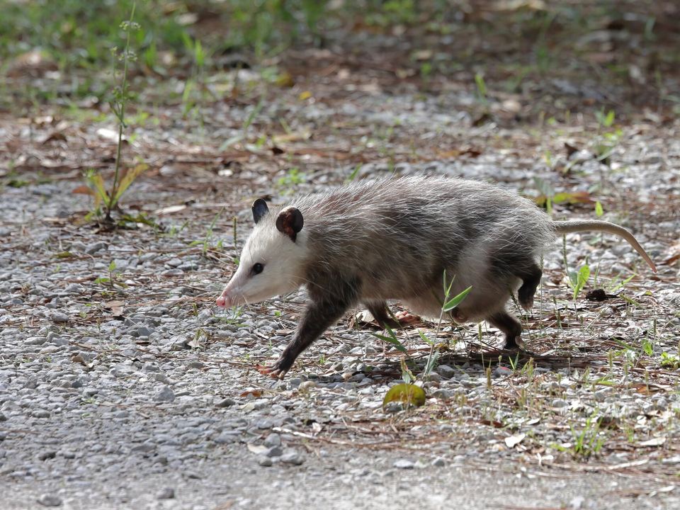 Fotografía de Zarigüeya de Virginia (Didelphis virginiana)