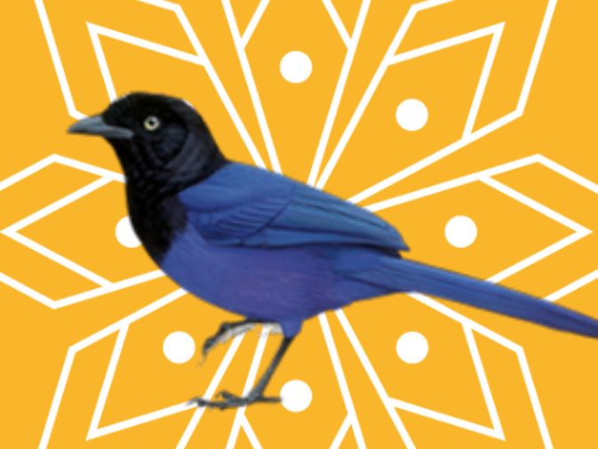 Ilustración de Shara centroamericana (Cyanocorax melanocyaneus)
