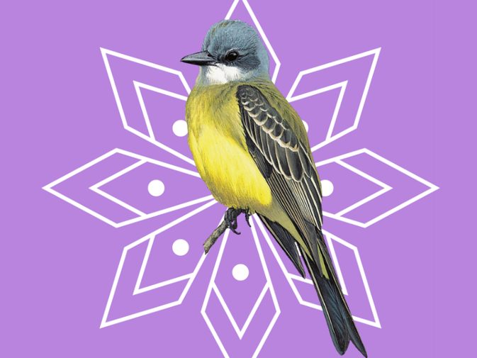 Ilustración de Tirano tropical (Tyrannus melancholicus)