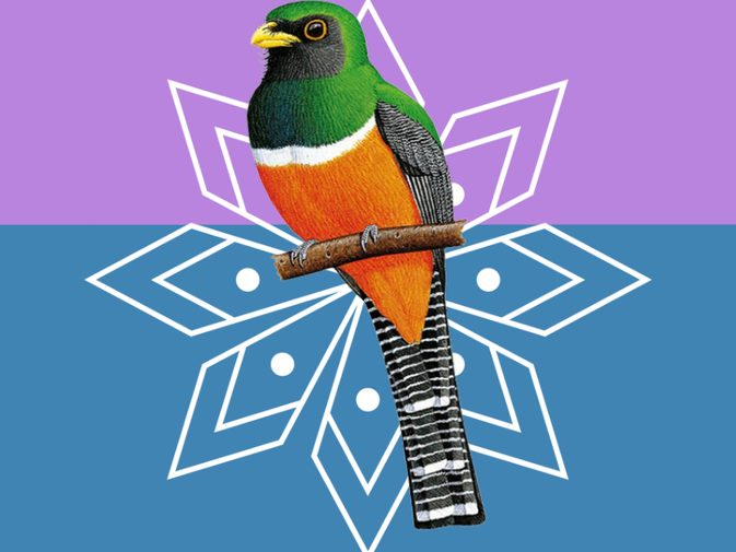 Ilustración de Trogón de collar (Trogon collaris)