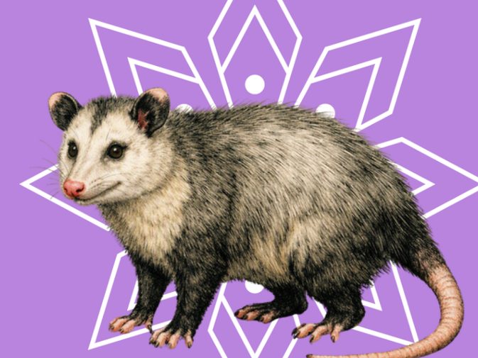 Ilustración de Zarigüeya de Virginia (Didelphis virginiana)
