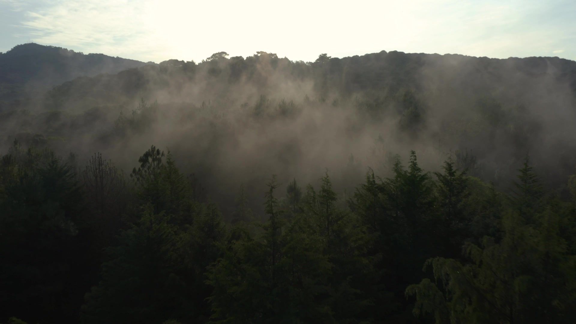 Forest-covered hills wrapped in mist at dawn
