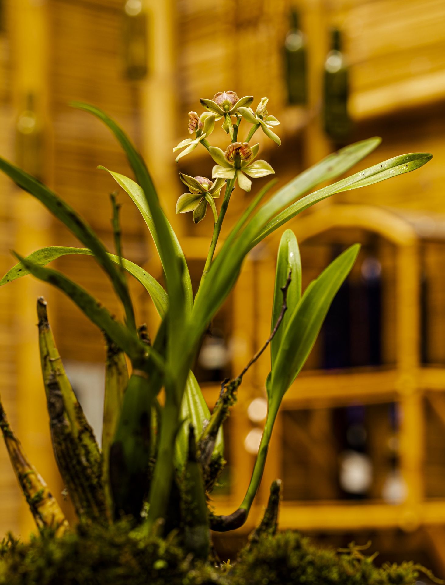 Orquídea de flores verdes y rosadas creciendo sobre musgo en la reserva Ram Tzul