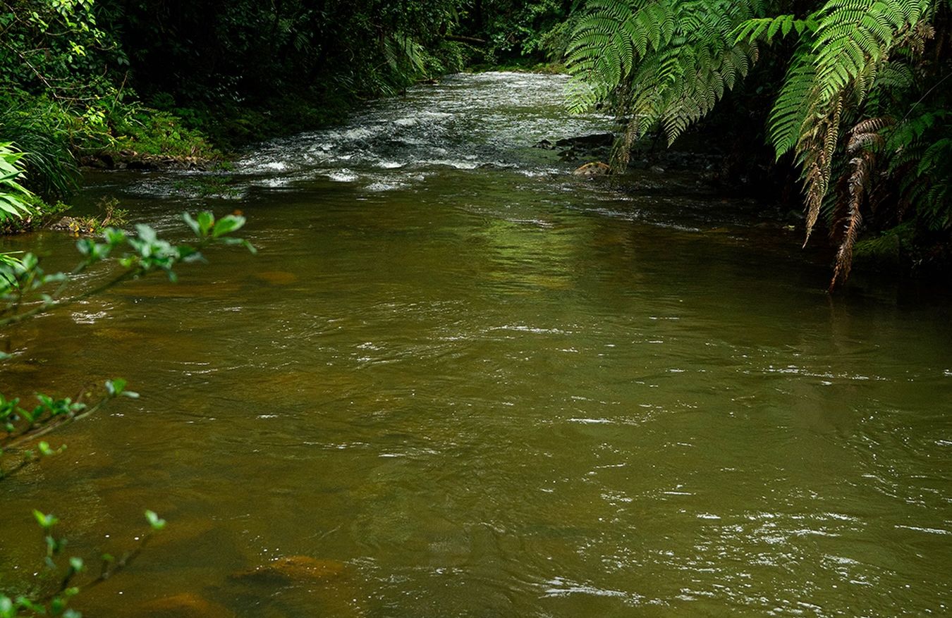 Cafetal River among tree ferns
